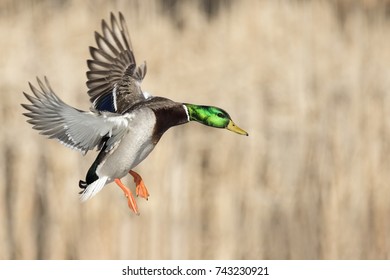 Mallard Drake