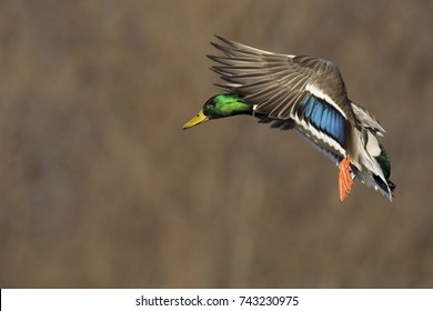 Mallard Drake