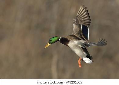 Mallard Drake 