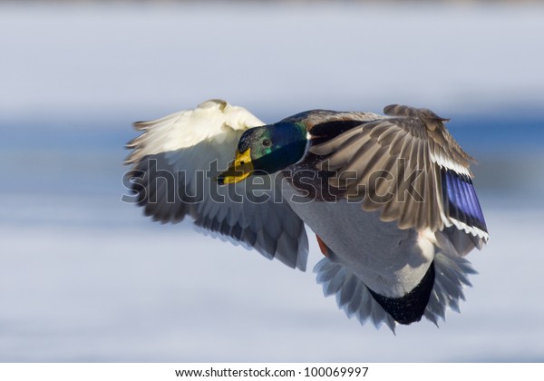 Mallard Drake Cupped Landing Transportation Animals Wildlife