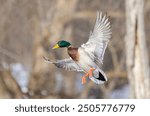 Mallard drake duck in flight over the Ottawa river in Canada