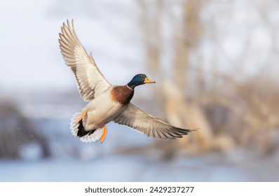 Mallard drake duck in flight over the Ottawa river in Canada - Powered by Shutterstock