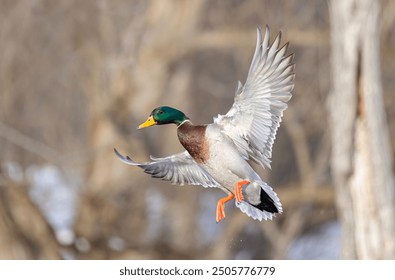 Mallard drake duck in flight over the Ottawa river in Canada - Powered by Shutterstock