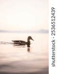 Mallard drake duck in northern Lake Tahoe