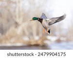 Mallard drake duck in a winter flight over the Ottawa river in Canada