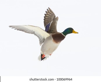 Mallard Drake In Flight