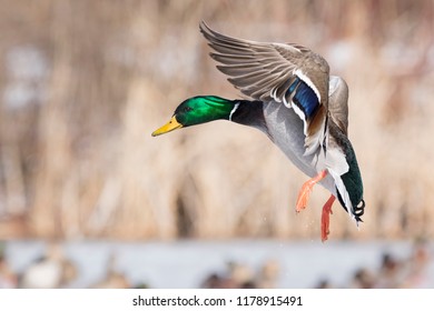 Mallard Drake In Flight