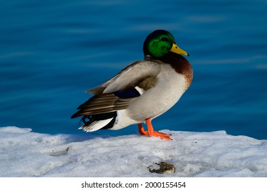 A Mallard Drake Sits On The Ice Next To The St. Clair River, At Port Huron, Michigan.