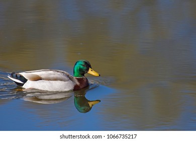 Mallard Drake swimming on lake