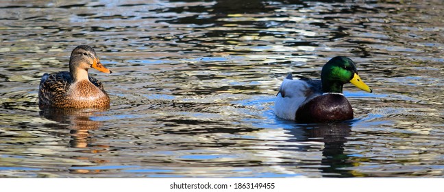 Mallard Drake Swimming In Pond 