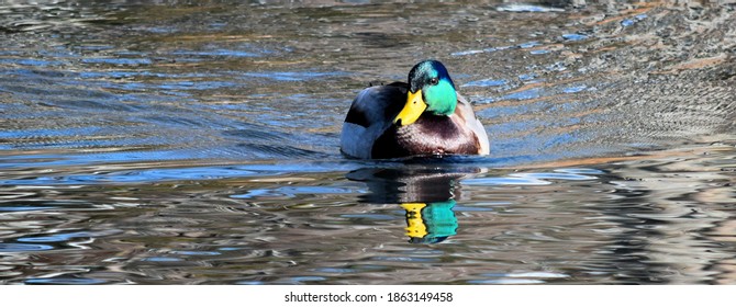 Mallard Drake Swimming In Pond 