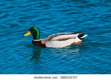 A Mallard Drake Swims In The St. Clair River, At Port Huron, Michigan.