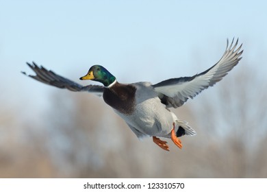 Mallard Duck