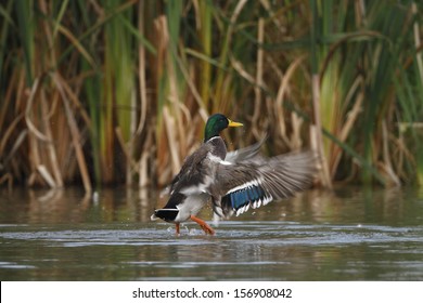 Mallard Duck 