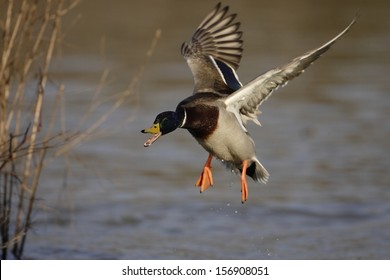 Mallard Duck 