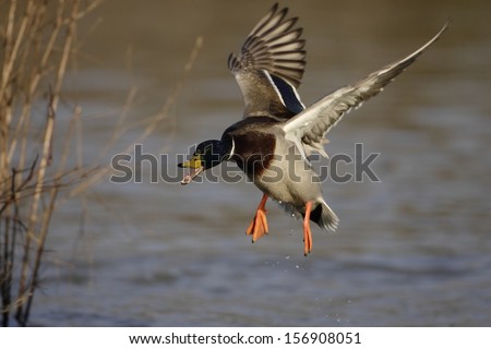 Mallard duck 