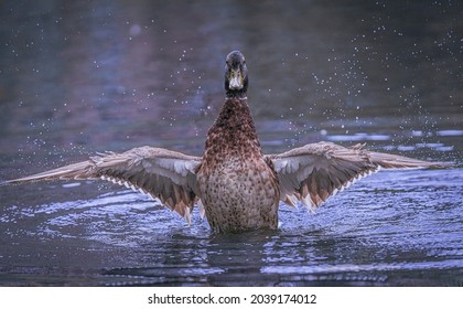 Mallard duck in action on water with droplets of water around them in daylight. Ducks are splashing around, cleaning themselves and chasing each others.