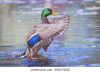 Mallard duck in action on water with droplets of water around them in daylight. Ducks are splashing around, cleaning themselves and chasing each others.