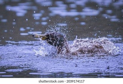 Stock Photo and Image Portfolio by Pascal Guay | Shutterstock