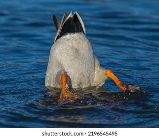 Mallard duck Anas platyrhynchos diving for food under water. duck butt in the air. orange legs and feet swirling water to keep balance. blue sky reflection  - Shutterstock ID 2196545495