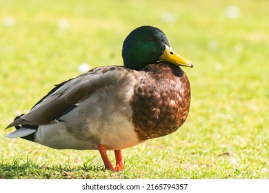 Mallard Duck (Anas Platyrhynchos) Standing On The Green Grass. Close Up Portrait Of  Male Wild Duck On The Beach