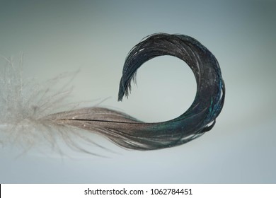 Mallard Duck, Anas Platyrhynchos, Tail Feather Curl, Drake Curl, Taken In Wild, In Minnesota, Agnieszka Bacal.