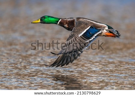 Mallard Duck, Anas platyrhynchos, wild duck in the flight