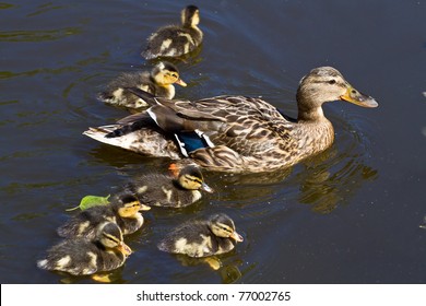 Mallard Duck And Baby Ducklings