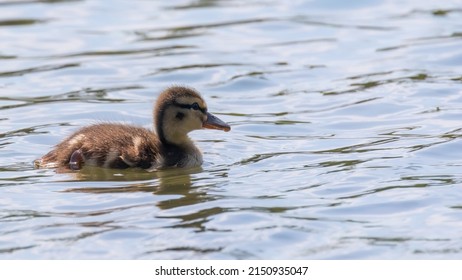 Mallard Duck Baby on water surface, Ducklings Swimming
