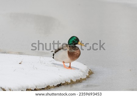 A mallard duck bird on the ground in snow with a frozen winter lake background.
