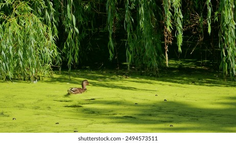 mallard duck bird swimming in the algae pond under the willow tree green beautiful nature scenery - Powered by Shutterstock