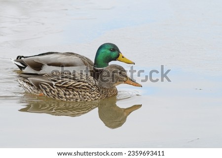 Mallard duck birds swimming in a frozen winter lake.