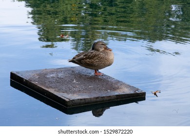 A Mallard Duck In Central Park New York, Manhattan.