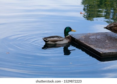 A Mallard Duck In Central Park New York, Manhattan.