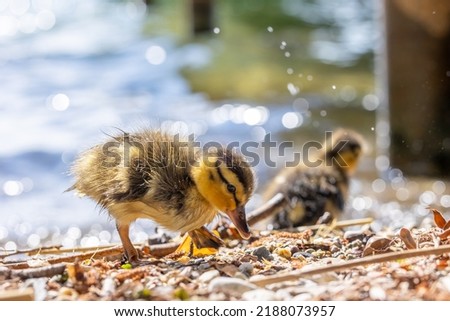 A mallard duck chick at a beach of the so called Chiemsee, a lake in Bavaria, Germany at a sunny day in summer.