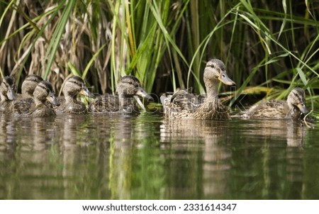 Mallard duck chicks on the river (Anas platyrhynchos). Sweet nice chicks birds.