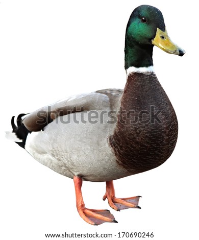 Mallard Duck with clipping path. Colourful mallard duck isolated on white background