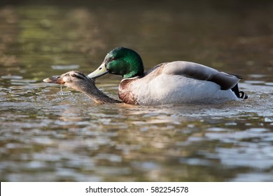 Mallard, Duck - Copulation