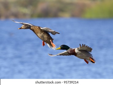 Mallard Duck Couple Landing On A Lake. Focus On Male Face.