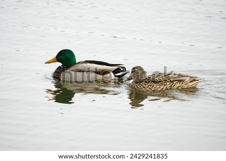 Mallard Duck couple in the pond