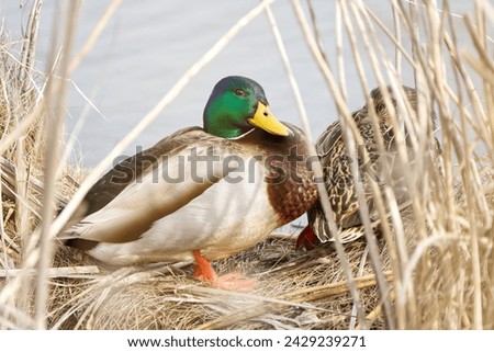 Mallard duck couple resting by the pond
