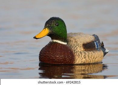 Mallard Duck Decoy