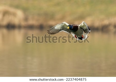 Mallard duck drake in fast flight. Flying over lake. Genus Anas platyrhynchos. 