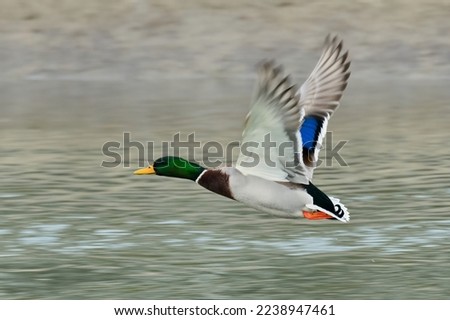 Mallard duck, drake in fast flight. Flying over water. Genus Anas platyrhynchos. 