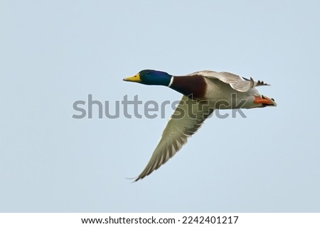 Mallard duck drake in fast flight. Flying in the blue sky. Genus Anas platyrhynchos.