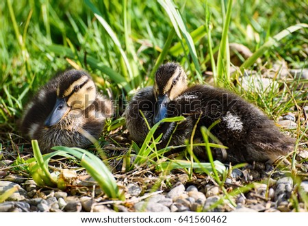 Mallard Duck Ducklings Cute Baby Ducks Stock Photo Edit Now