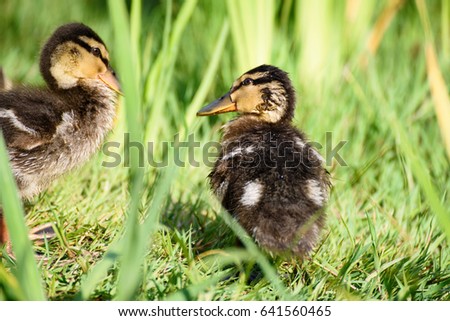 Mallard Duck Ducklings Cute Baby Ducks Stock Photo Edit Now