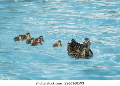 Mallard duck and ducklings swim in a swimming pool.
