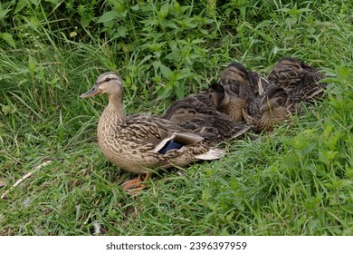 Mallard duck female with ducklings. Resting in tall grass. Genus species Anas platyrhynchos - Powered by Shutterstock