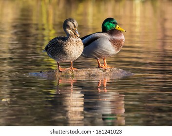 Mallard Duck Female And Male